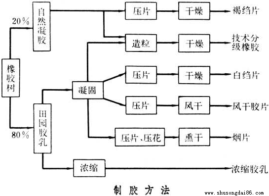 天然橡膠制造工藝